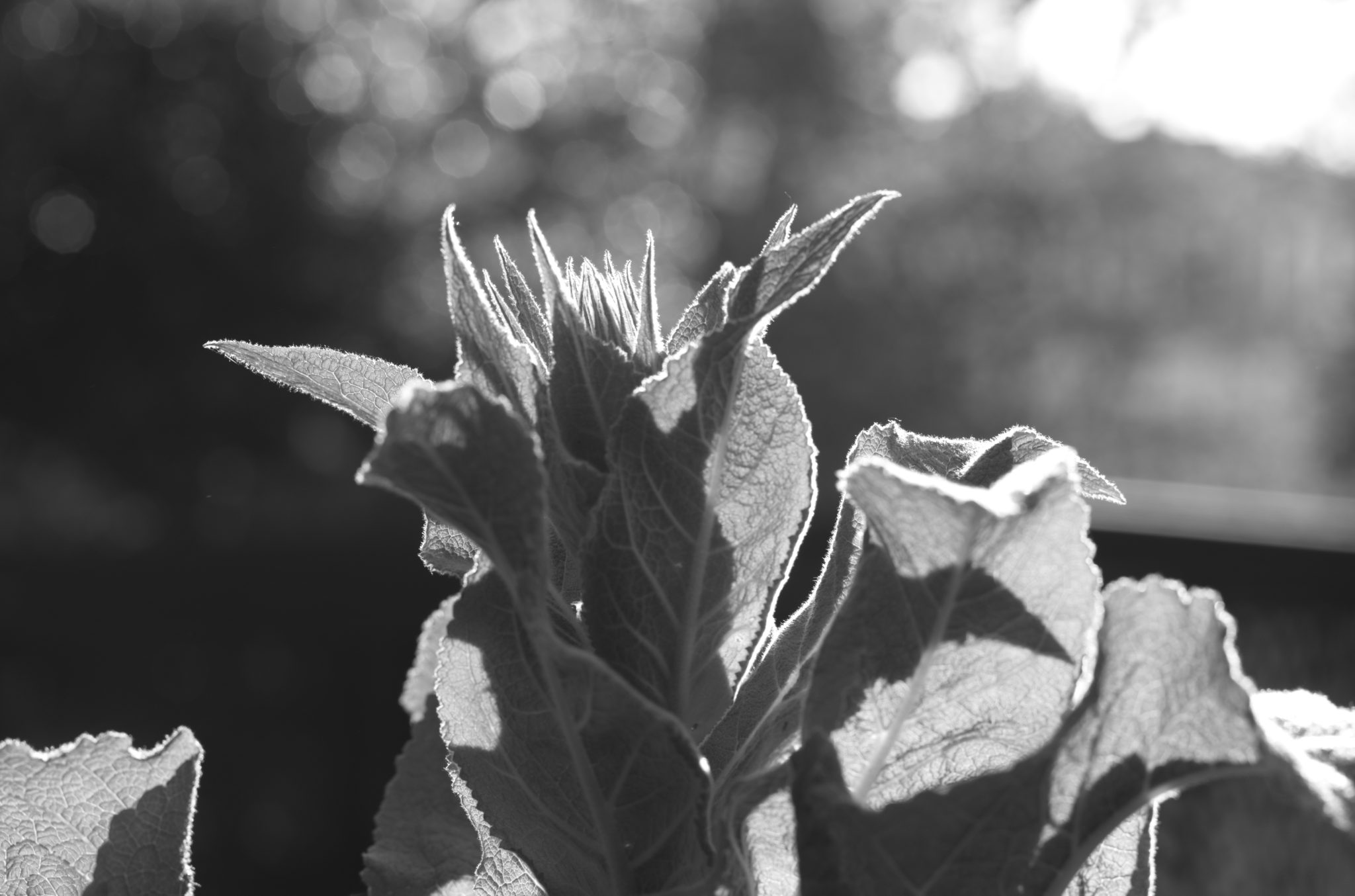 20210602  Gruen(t)raumHeimfeld 017